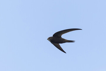 common swift Apus apus in flight 