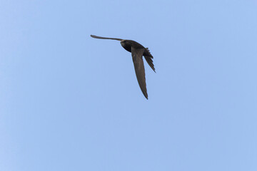 common swift Apus apus in flight 