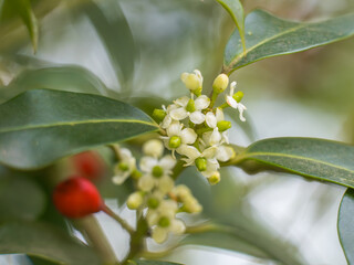 Nahaufnahme der weißen Blüten an einem kleinen Zweig einer weiblichen Stechpalme (Ilex...