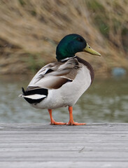 Close up of a mallard duck