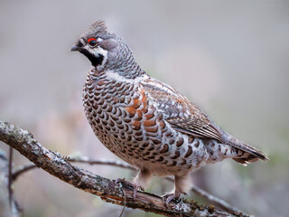 Hazel grouse perching on a wood branch. Close-up