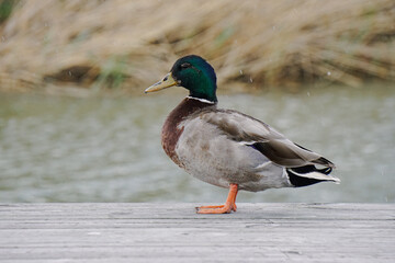 Close up of a mallard duck
