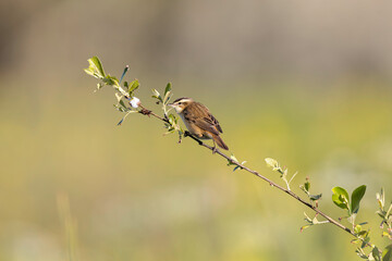 Acrocephalus schoenobaenus Sedge Warbler perching on reed and singing