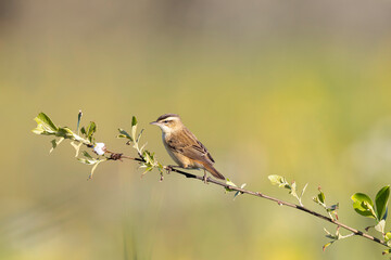 Acrocephalus schoenobaenus Sedge Warbler perching on reed and singing