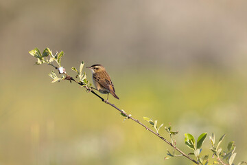 Acrocephalus schoenobaenus Sedge Warbler perching on reed and singing