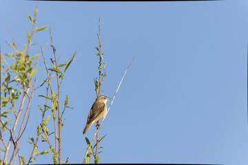 Acrocephalus schoenobaenus Sedge Warbler perching on reed and singing