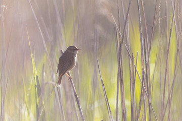 Acrocephalus schoenobaenus Sedge Warbler perching on reed and singing