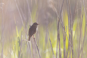 Acrocephalus schoenobaenus Sedge Warbler perching on reed and singing