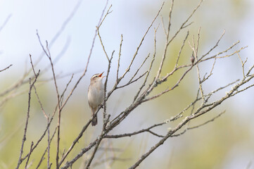 Acrocephalus schoenobaenus Sedge Warbler perching on reed and singing