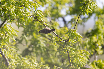 Acrocephalus schoenobaenus Sedge Warbler perching on reed and singing