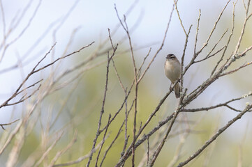 Acrocephalus schoenobaenus Sedge Warbler perching on reed and singing