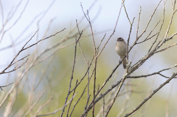 Acrocephalus schoenobaenus Sedge Warbler perching on reed and singing