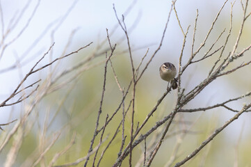 Acrocephalus schoenobaenus Sedge Warbler perching on reed and singing