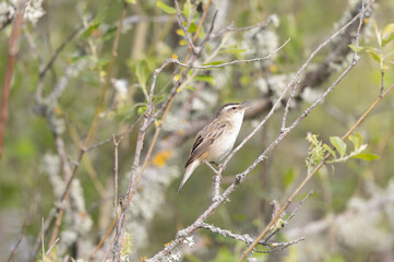 Acrocephalus schoenobaenus Sedge Warbler perching on reed and singing
