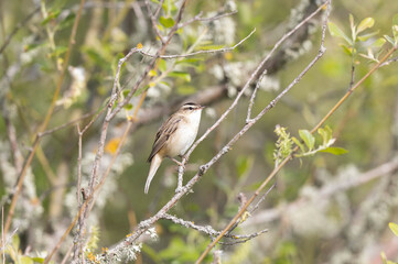 Acrocephalus schoenobaenus Sedge Warbler perching on reed and singing