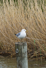 A bird that standing on wooden post