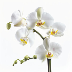 Obraz premium orchid isolated on white background