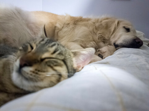 tabby cat and dog golden retriever lying, sleping, together on the crib, sofa, bed. communication of pets with each other. Dogs and cats snuggle together. Home pets. Animal care. Love and friendship.