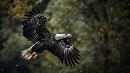 Naklejka premium A mighty bald eagle flying through the sky