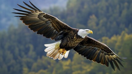 Obraz premium A mighty bald eagle flying through the sky