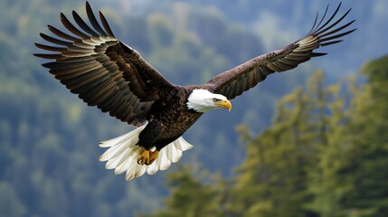 Naklejka premium A mighty bald eagle flying through the sky