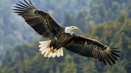 Obraz premium A mighty bald eagle flying through the sky