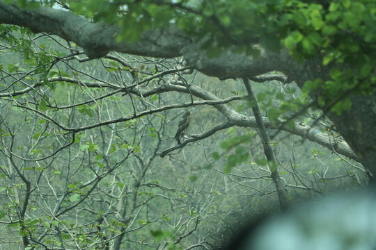old oak tree
