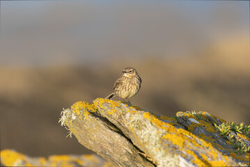 European Rock Pipit Anthus petrosus sitting and feeding on Brittany Coast