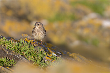 European Rock Pipit Anthus petrosus sitting and feeding on Brittany Coast