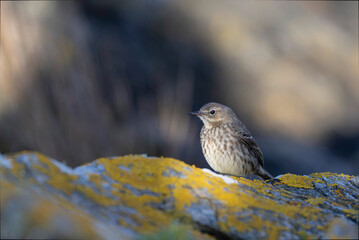 European Rock Pipit Anthus petrosus sitting and feeding on Brittany Coast