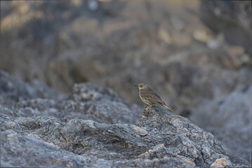 European Rock Pipit Anthus petrosus sitting and feeding on Brittany Coast