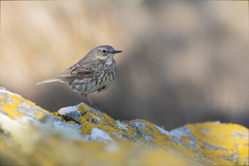 European Rock Pipit Anthus petrosus sitting and feeding on Brittany Coast