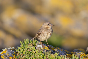 European Rock Pipit Anthus petrosus sitting and feeding on Brittany Coast