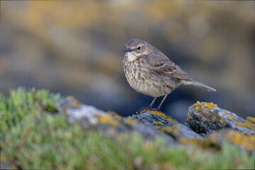 Fototapeta premium European Rock Pipit Anthus petrosus sitting and feeding on Brittany Coast