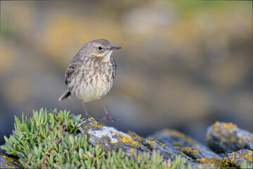 European Rock Pipit Anthus petrosus sitting and feeding on Brittany Coast