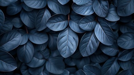  Blue leaves close-up on dark background with text space on left side
