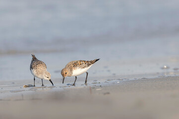 Shorebird Sanderling Calidris alba in search of food on a sandy beach in Morbihan, France