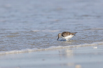 Shorebird Sanderling Calidris alba in search of food on a sandy beach in Morbihan, France