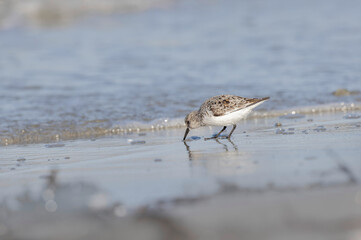 Shorebird Sanderling Calidris alba in search of food on a sandy beach in Morbihan, France