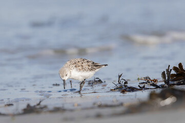Shorebird Sanderling Calidris alba in search of food on a sandy beach in Morbihan, France