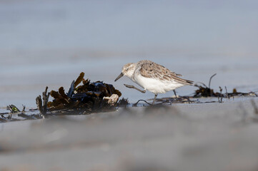 Shorebird Sanderling Calidris alba in search of food on a sandy beach in Morbihan, France