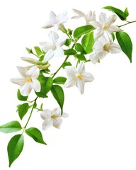 Obraz premium Pretty Floral Jasminum Officinale Plant in Full Bloom, Isolated on White Background - A Beautiful