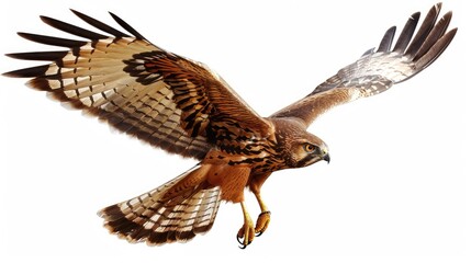 Magnificent Montagus Harrier in Flight: A Majestic Bird of Prey Hunting in the Wild 