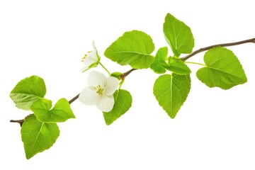 Isolated Houttuynia Flower on White Background - Natural Green Leaves and Tree Branch Growth