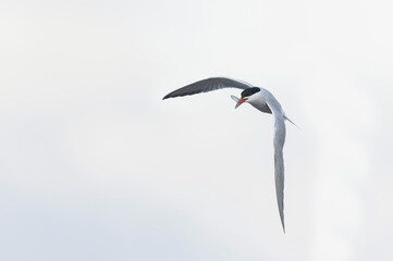Common Tern Sterna hirundo in a typical coastal habitat