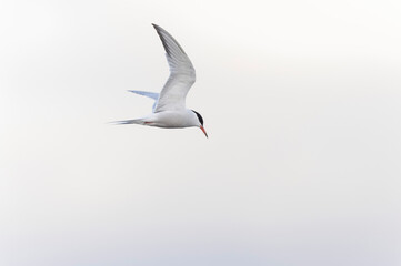 Common Tern Sterna hirundo in a typical coastal habitat