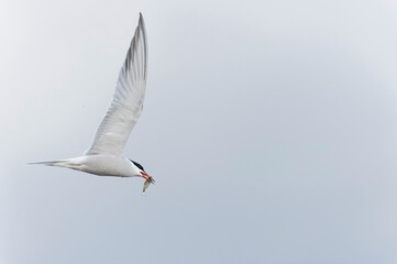 Common Tern Sterna hirundo in a typical coastal habitat
