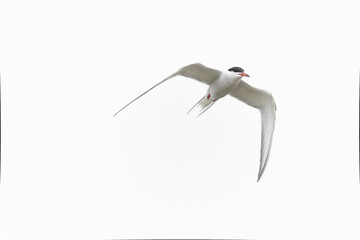 Common Tern Sterna hirundo in a typical coastal habitat