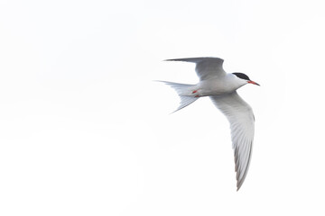 Common Tern Sterna hirundo in a typical coastal habitat
