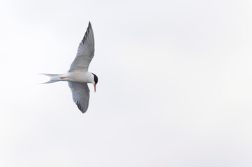 Common Tern Sterna hirundo in a typical coastal habitat